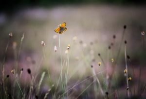 Buttlerfly meadow